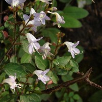 Strobilanthes diandra var. diandra (Nees) Alston